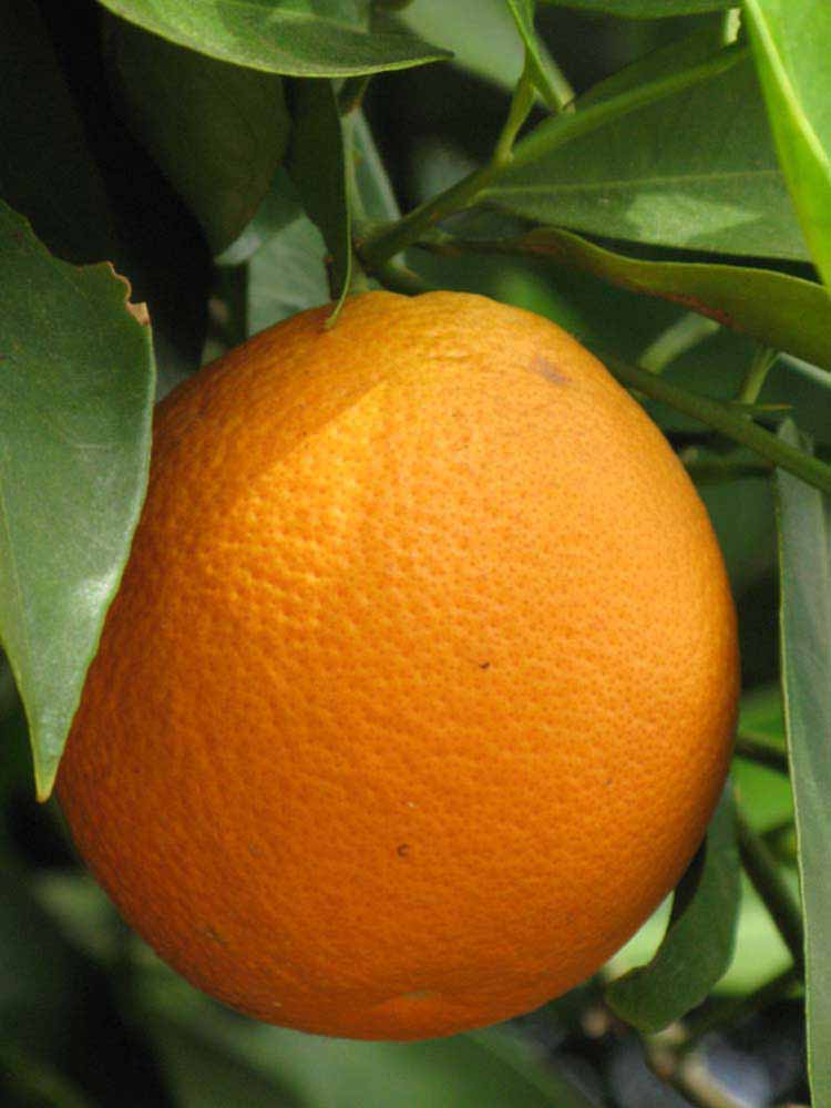                        Fruit (Riverside, CA)       